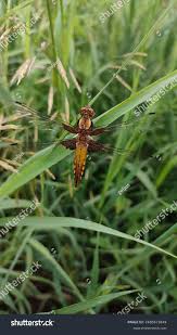 Attēlu rezultāti vaicājumam “Somatochlora flavomaculata”