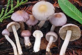 Attēlu rezultāti vaicājumam “Inocybe lanuginosa”