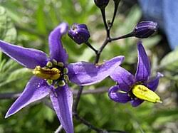 Attēlu rezultāti vaicājumam “Solanum dulcamara flower”