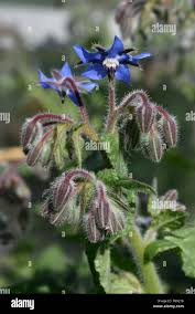 Attēlu rezultāti vaicājumam “Borago officinalis bud”