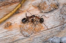 Attēlu rezultāti vaicājumam “Formica rufa imago”