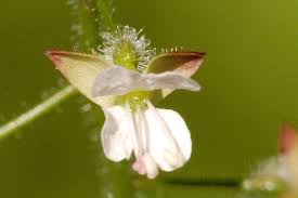 Attēlu rezultāti vaicājumam “Circaea lutetiana flower”