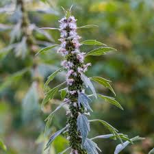Attēlu rezultāti vaicājumam “Leonurus cardiaca flower”