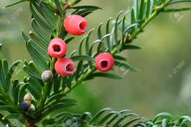 Attēlu rezultāti vaicājumam “Taxus baccata fruit”