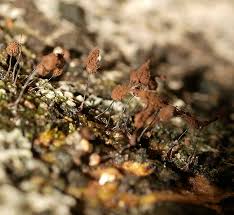 Attēlu rezultāti vaicājumam “Comatricha sp.”