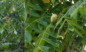 Attēlu rezultāti vaicājumam “Juglans cinerea leaf”