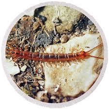 Attēlu rezultāti vaicājumam “Lithobius forficatus”