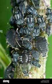 Attēlu rezultāti vaicājumam “Aphis fabae”