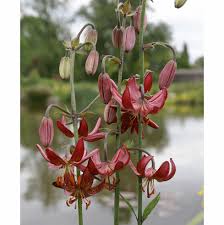 Attēlu rezultāti vaicājumam “Lilium martagon bud”