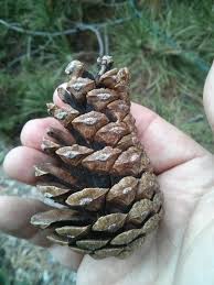 Attēlu rezultāti vaicājumam “Pinus nigra fruit”