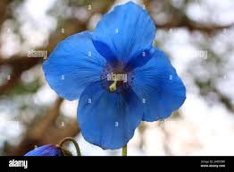 Image result for Scheinmohn