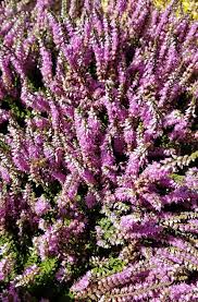 Attēlu rezultāti vaicājumam “Calluna vulgaris”
