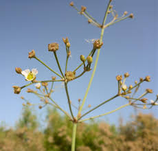 Attēlu rezultāti vaicājumam “Alisma gramineum flower”
