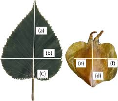 Attēlu rezultāti vaicājumam “Betula humilis leaf”