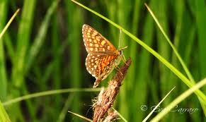 Attēlu rezultāti vaicājumam “Melitaea diamina underside”