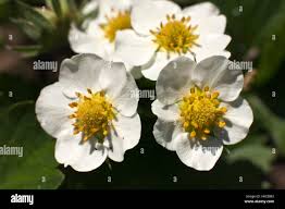 Attēlu rezultāti vaicājumam “Fragaria moschata flower”