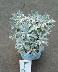 Image result for Cineraria maritima