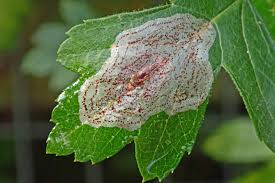 Attēlu rezultāti vaicājumam “Phyllonorycter sp.”