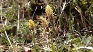 Attēlu rezultāti vaicājumam “Carex caryophyllea flower”