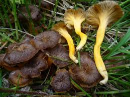 Attēlu rezultāti vaicājumam “Cantharellus lutescens”