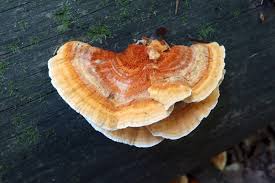 Attēlu rezultāti vaicājumam “Pycnoporellus fulgens”