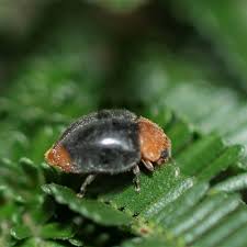 Image result for Cryptolaemus