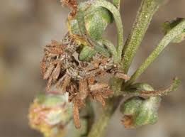 Attēlu rezultāti vaicājumam “Thetidia smaragdaria”