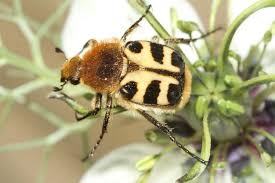 Attēlu rezultāti vaicājumam “Trichius fasciatus imago”