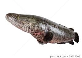 Image result for Channa argus