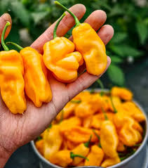 Afbeeldingsresultaat voor peach habanero hot pepper