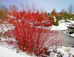 Attēlu rezultāti vaicājumam “Cornus sericea”