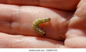 Attēlu rezultāti vaicājumam “Nematus ribesii larva”