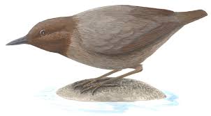 Attēlu rezultāti vaicājumam “Cinclus cinclus adult”