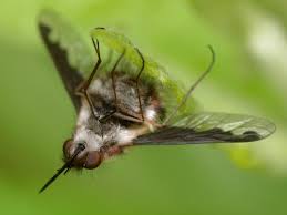 Attēlu rezultāti vaicājumam “Bombyliidae”