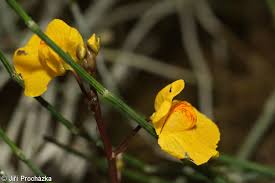 Attēlu rezultāti vaicājumam “Utricularia vulgaris flower”