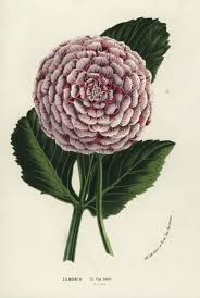 Image result for Dahlia hybrid.
