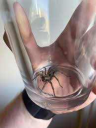 Attēlu rezultāti vaicājumam “Lycosidae”