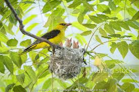 Attēlu rezultāti vaicājumam “Oriolus oriolus female”