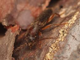 Attēlu rezultāti vaicājumam “Nothorhina punctata”