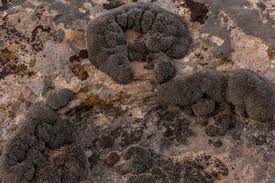 Attēlu rezultāti vaicājumam “Syntrichia”