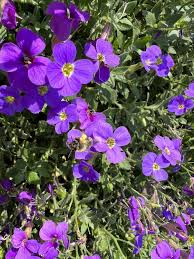 Image result for Aubrieta hybrida (cultorum)