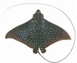Image result for Aetobatus ocellatus