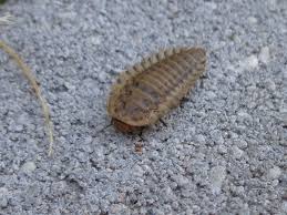 Attēlu rezultāti vaicājumam “Silpha obscura”