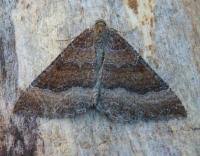 Attēlu rezultāti vaicājumam “Larentia clavaria”