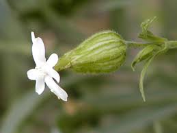Attēlu rezultāti vaicājumam “Silene chlorantha”