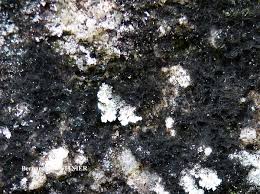 Attēlu rezultāti vaicājumam “Cystocoleus ebeneus”