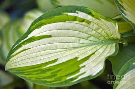 Attēlu rezultāti vaicājumam “Hosta sp. leaf”