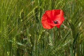 Image result for Papaver rhoeas