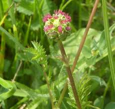 Attēlu rezultāti vaicājumam “Poterium sanguisorba flower”