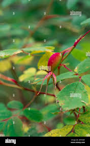 Attēlu rezultāti vaicājumam “Rosa majalis fruit”